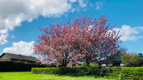 Rosa-Baum-In-Einem-Grünen-Gartenpark