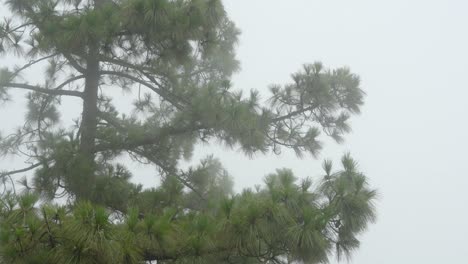 pine tree in dense fog in mountains of tenerife