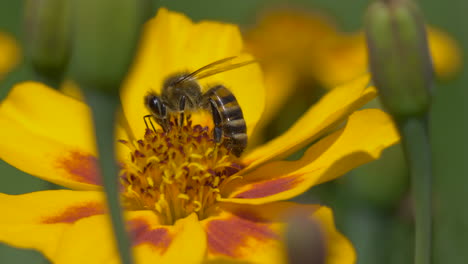 abeja recogiendo polen de flor amarilla en el jardín durante el verano - proceso de polinización de insectos salvajes en el desierto