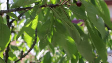 causasian hand picking a single cherry off a tree branch in light slowmo during summer season