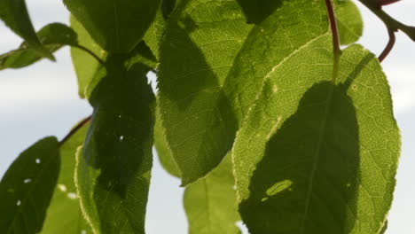 macroshot of leaves moving in the wind