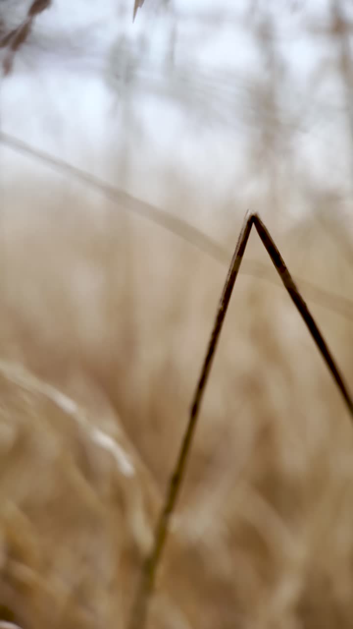 Close-up of wheat stalks in a sunlit field, evoking calm, nature, and countryside beauty. vertical video, push forward