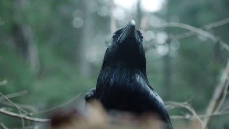 cuervo negro en la naturaleza silvestre. animales salvajes en el hábitat natural. habitante emplumado