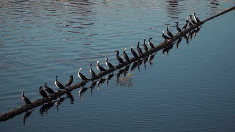 Herde-Von-Kormoranen,-Die-Auf-Einer-Planke-Im-Wasser-Sitzen