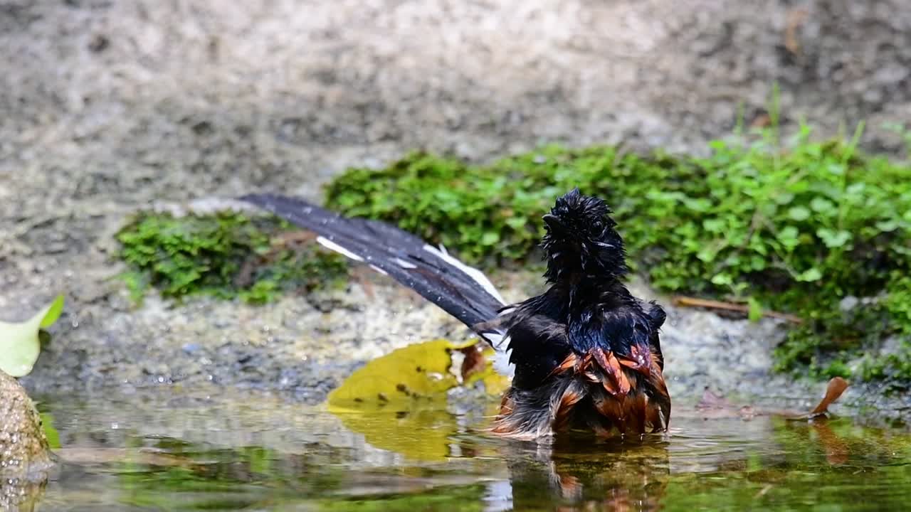 shama de rabadilla blanca bañándose en el bosque durante un día caluroso, copsychus malabaricus, en cámara lenta