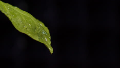 Wassertropfen,-Die-Auf-Ein-Blatt-Fallen,-Das-Auf-Einem-Schwarzen-Hintergrund-Isoliert-Ist