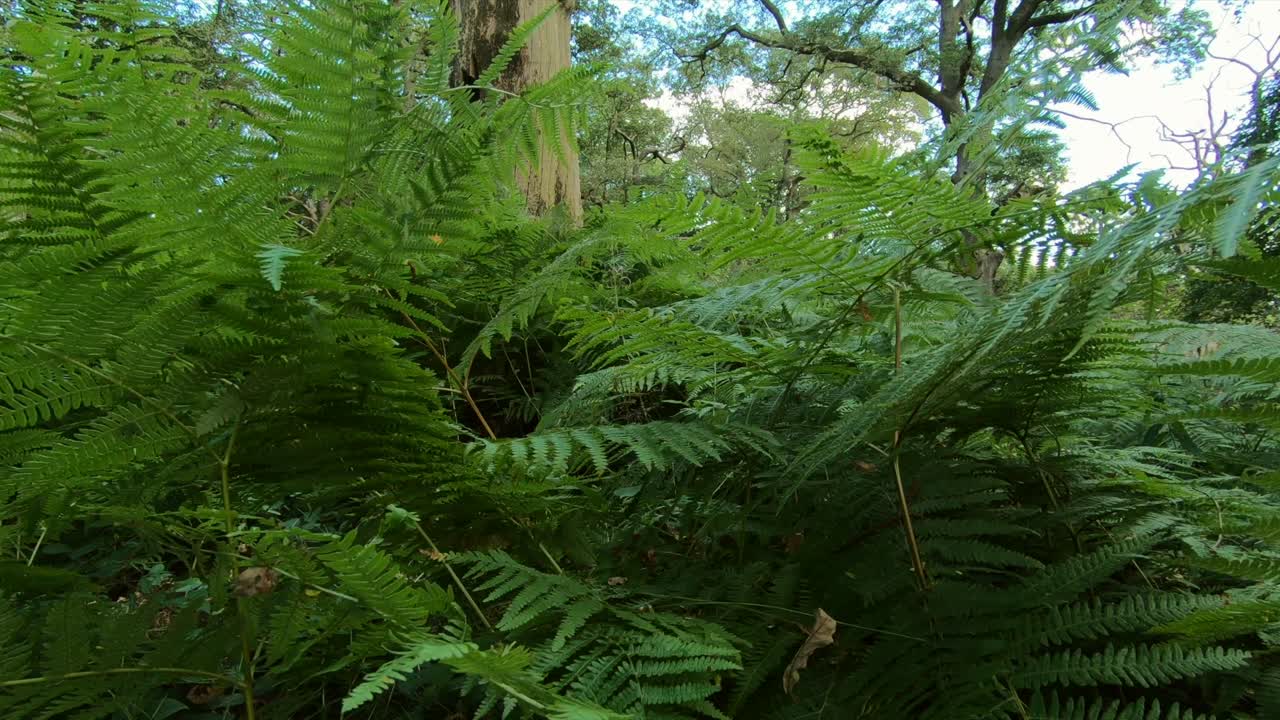 땅에 죽은 나무가 쓰러진 영국 숲의 무성한 숲
