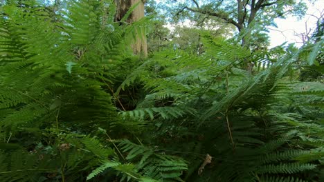 üppiges-Waldland-In-Einem-Englischen-Wald-Mit-Einem-Toten-Umgestürzten-Baum-Auf-Dem-Boden