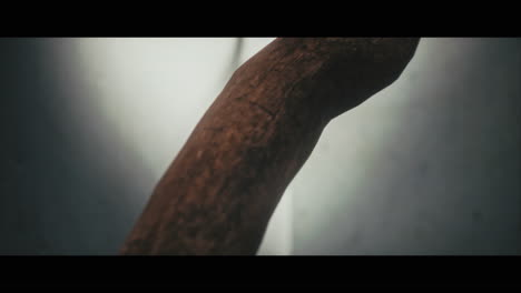 close-up of a wooden branch