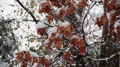 close up of snow flocked leaves on a tree during a snow fall in the winter