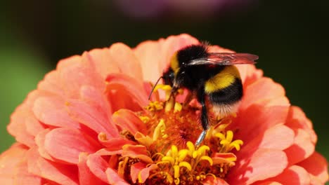 abejorro recogiendo néctar de la flor de zinnia