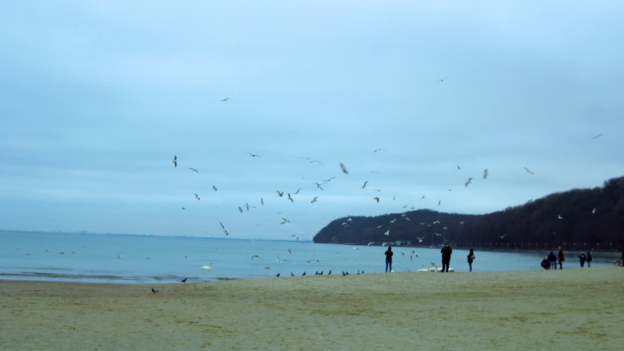 People feed birds at the seaside that fly high, slow walking