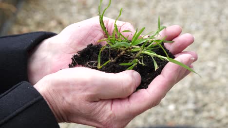 elderly-hands-clasp-green-grass-growing-from-hands