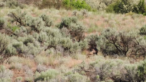 establishing shot: wild turkey pecks for food among sagebrush bushes