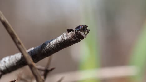 Peacock-spider-Maratus-karrie-male-standing-on-end-of-twig