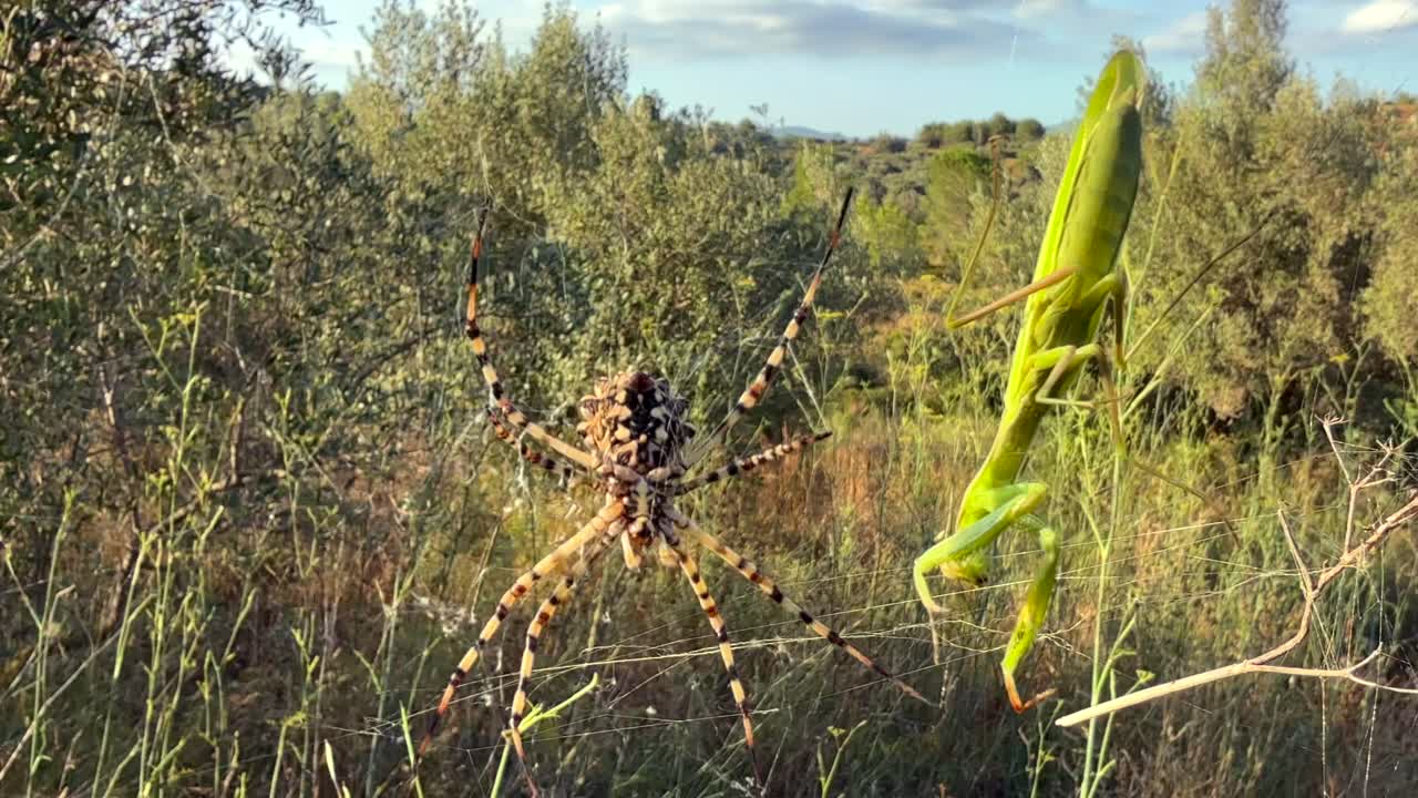 close-up view, real time speed, of a Tiger Spider (orb-weaver) attacking and wrapping a green color praying mantis trapped in its wed, at the golden hour, in a Mediterranean landscape