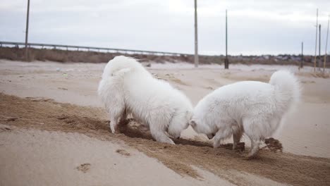 dos lindos perros samoyed están cavando arena en la playa. disparo en cámara lenta