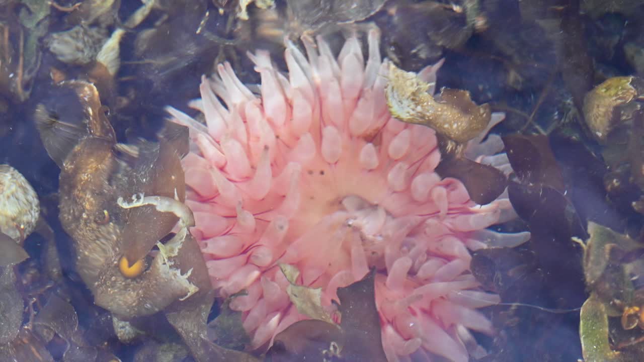 En lyserød søanemone svajer under vandet blandt tang og klippefyldt havliv.