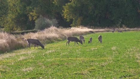 large whitetail bucks enter a field to graze with a group of does on a vibrant summer day