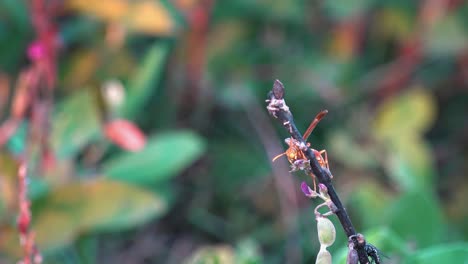 Close-Shot-of-Wasp-on-a-Tree-Branch