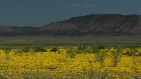 a field of mustard blooms in the desert