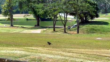 monkey walking across a grassy field