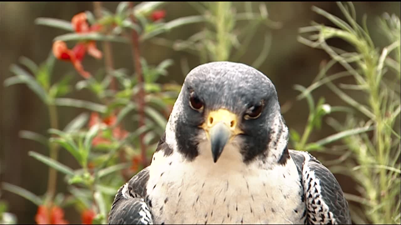 vista de cerca de la cara de un halcón peregrino (falco peregrinus) y un halcón de cola roja (buteo jamaicensis)