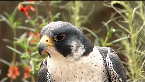 closeup view of face of a peregrine falcon (falco peregrinus) and a redtailed hawk (buteo jamaicensis)