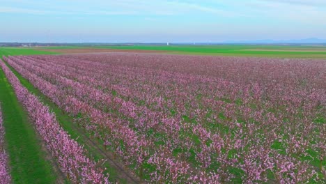 Panoramic-Aerial-View-Of-Blooming-Apricot-Trees-Over-Rural-Plantation