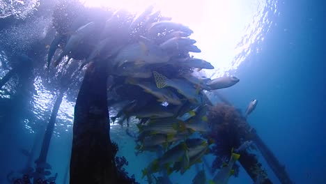 cámara deslizándose desde abajo debajo de un grupo de peces debajo del embarcadero