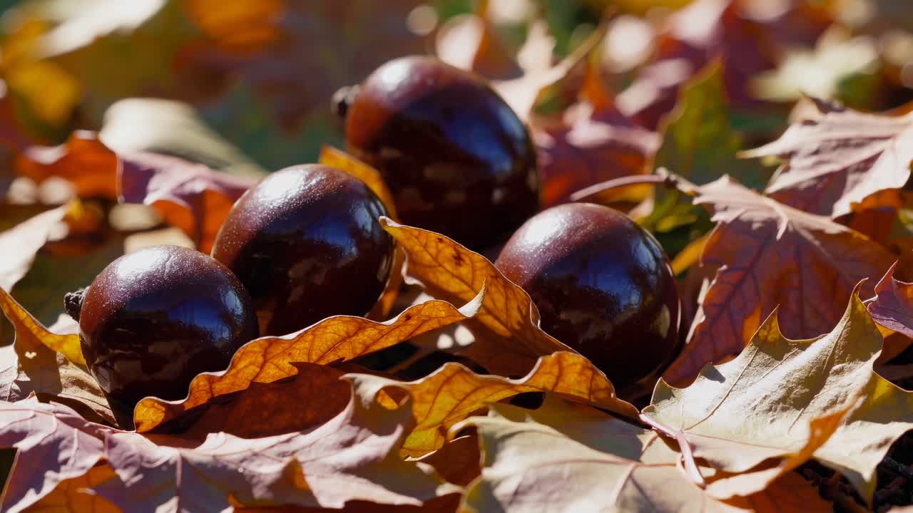 Zbliżenie stockowego nagrania filmowego przedstawiającego błyszczące kasztany zanurzone wśród żywych jesiennych liści, uchwycone z niskiego kąta
