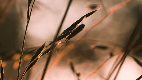 insect on grass at sunset