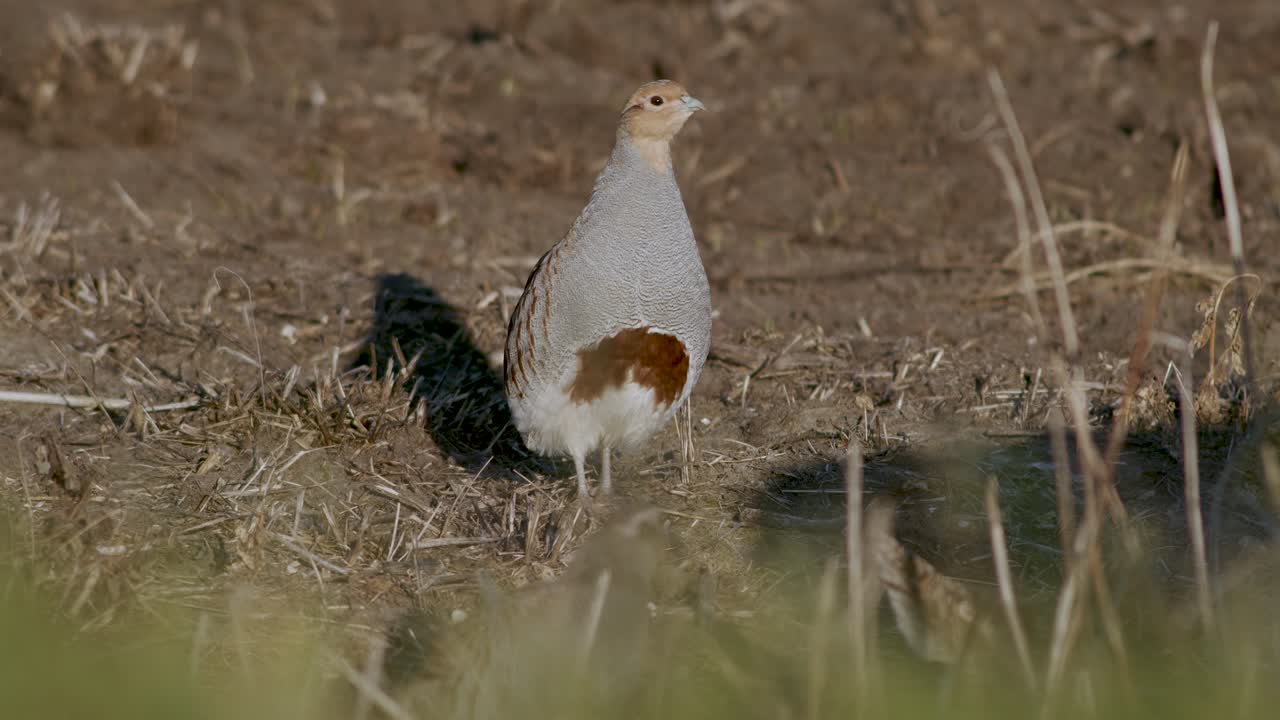 도로와 풀밭에서 먹이를 먹고 숨는 회색 자고 새의 완벽한 근접 촬영