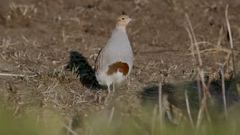 primer plano perfecto de pájaro perdiz gris caminando por la carretera y pradera de hierba alimentándose y escondiéndose