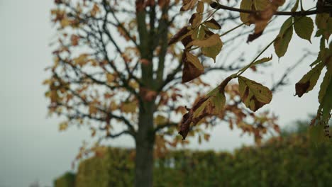 close up of autumn leaves turning brown on a tree branch at schloss hof