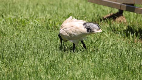 pájaro picoteando el suelo, buscando comida en la hierba