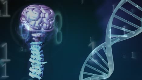 digital composite of the genetic code of the brain