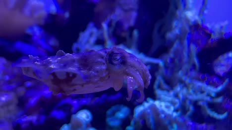 a cute dwarf cuttlefish using its frills to float underwater