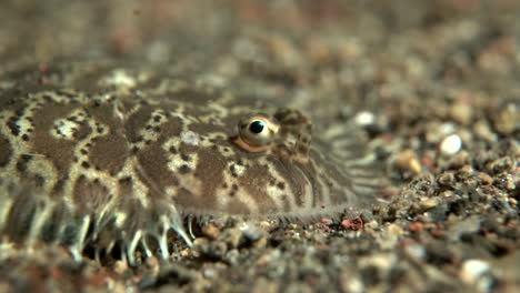 flounder fish camouflage at the bottom of the sea