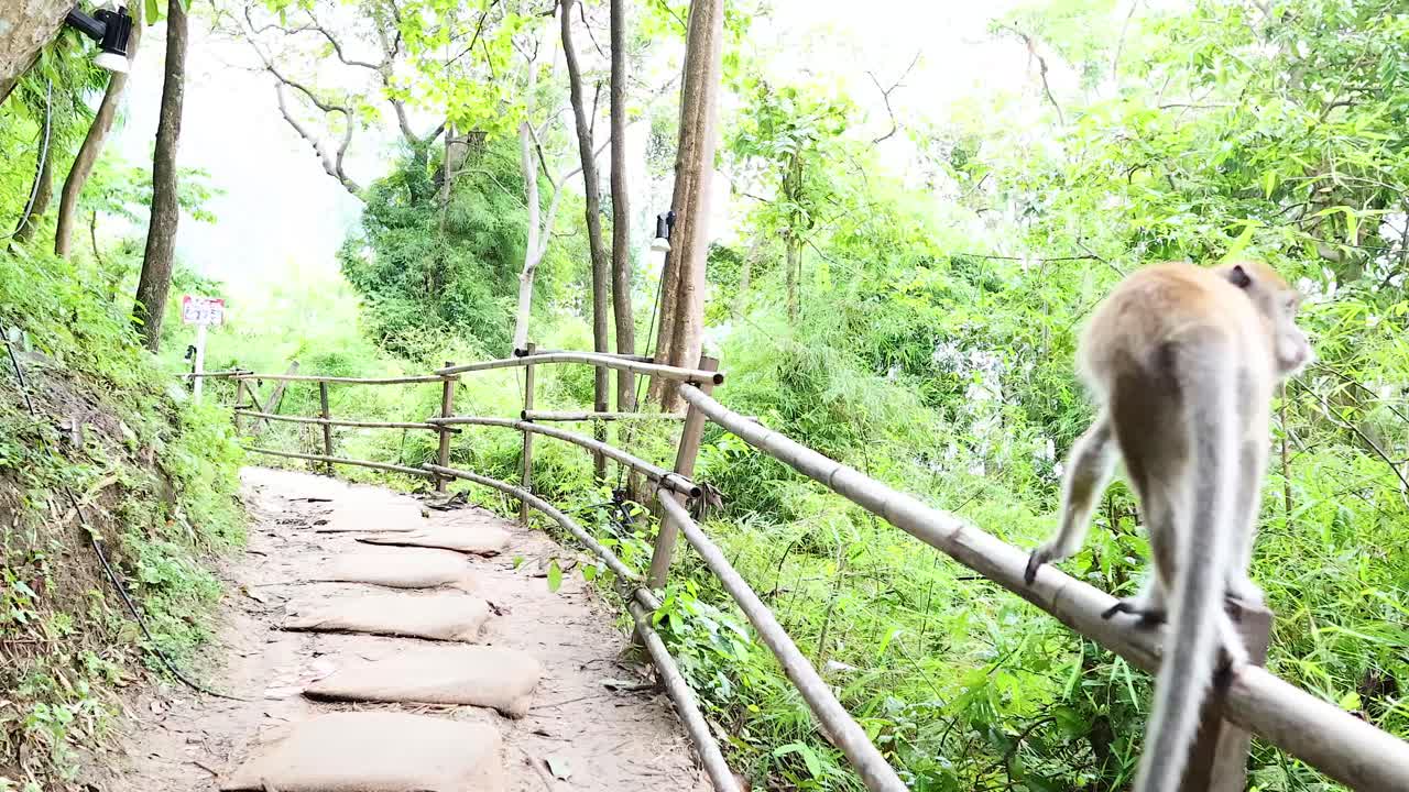 Monkey traverses a path in lush Krabi forest