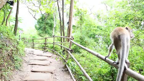 monkey traverses a path in lush krabi forest