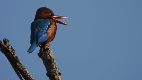 kingfisher in tree waiting for pray