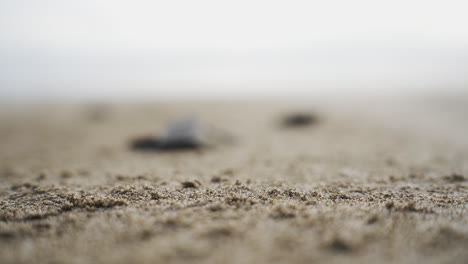 close up of biologist hand with glove releasing baby turtle in to the ocean beach with blurred ocean water background