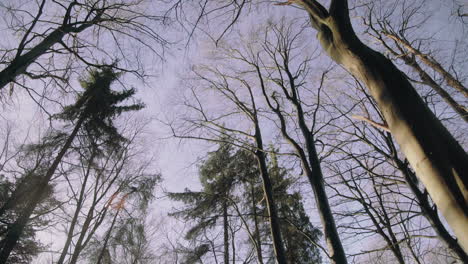 Hohe-Baumkronen-Ohne-Blätter-Gegen-Den-Blauen-Winterhimmel-An-Einem-Schönen-Sonnigen-Tag-Linsenflair-Gimbal-Glatt-4k-Natur