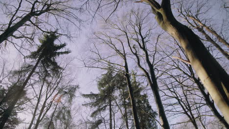altas copas de los árboles sin hojas contra el cielo azul de invierno en un hermoso día soleado lense flair gimbal suave 4k naturaleza