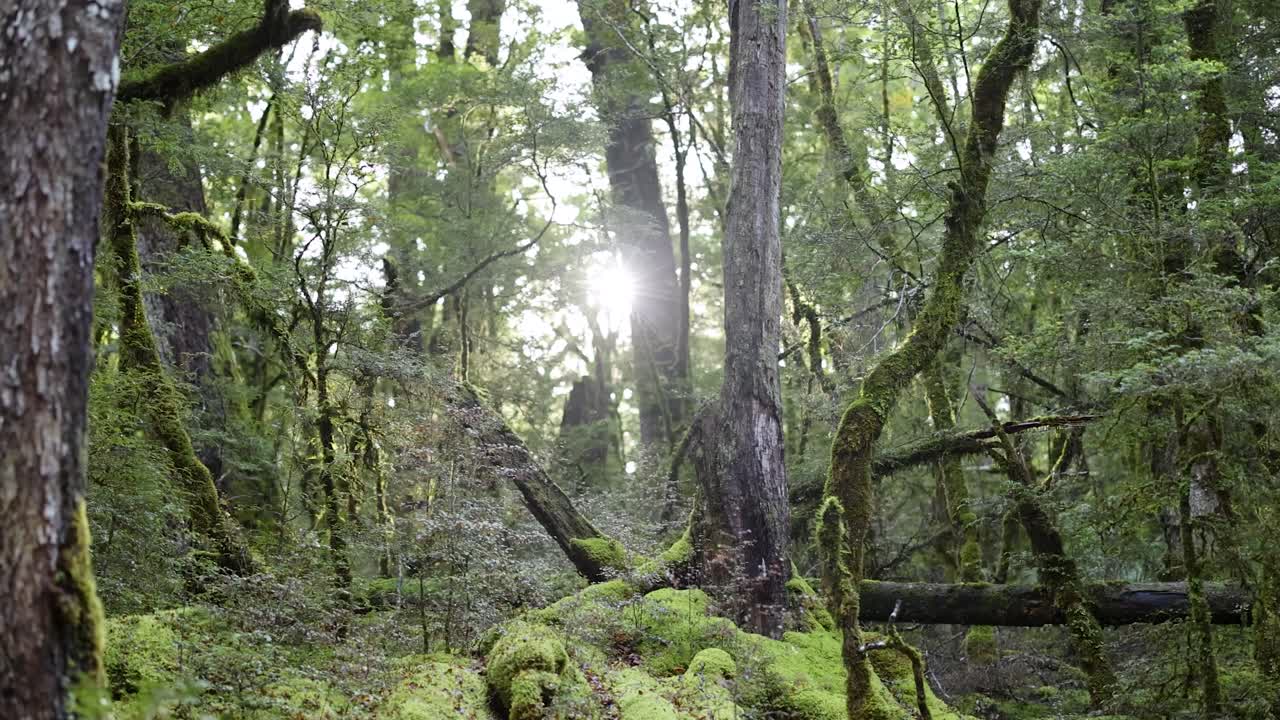 Dense, moss-covered rainforest with tall trees and vibrant green foliage. Sunlight gradually breaks through the canopy. Static camera, natural daylight, tranquil mood