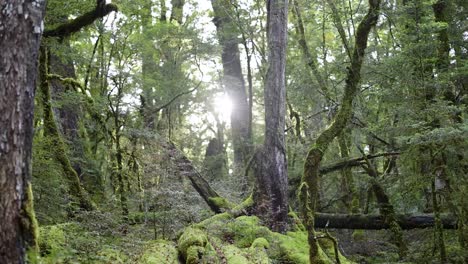 dense, moss-covered rainforest with tall trees and vibrant green foliage. sunlight gradually breaks through the canopy. static camera, natural daylight, tranquil mood