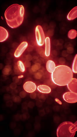 red blood cells under a microscope