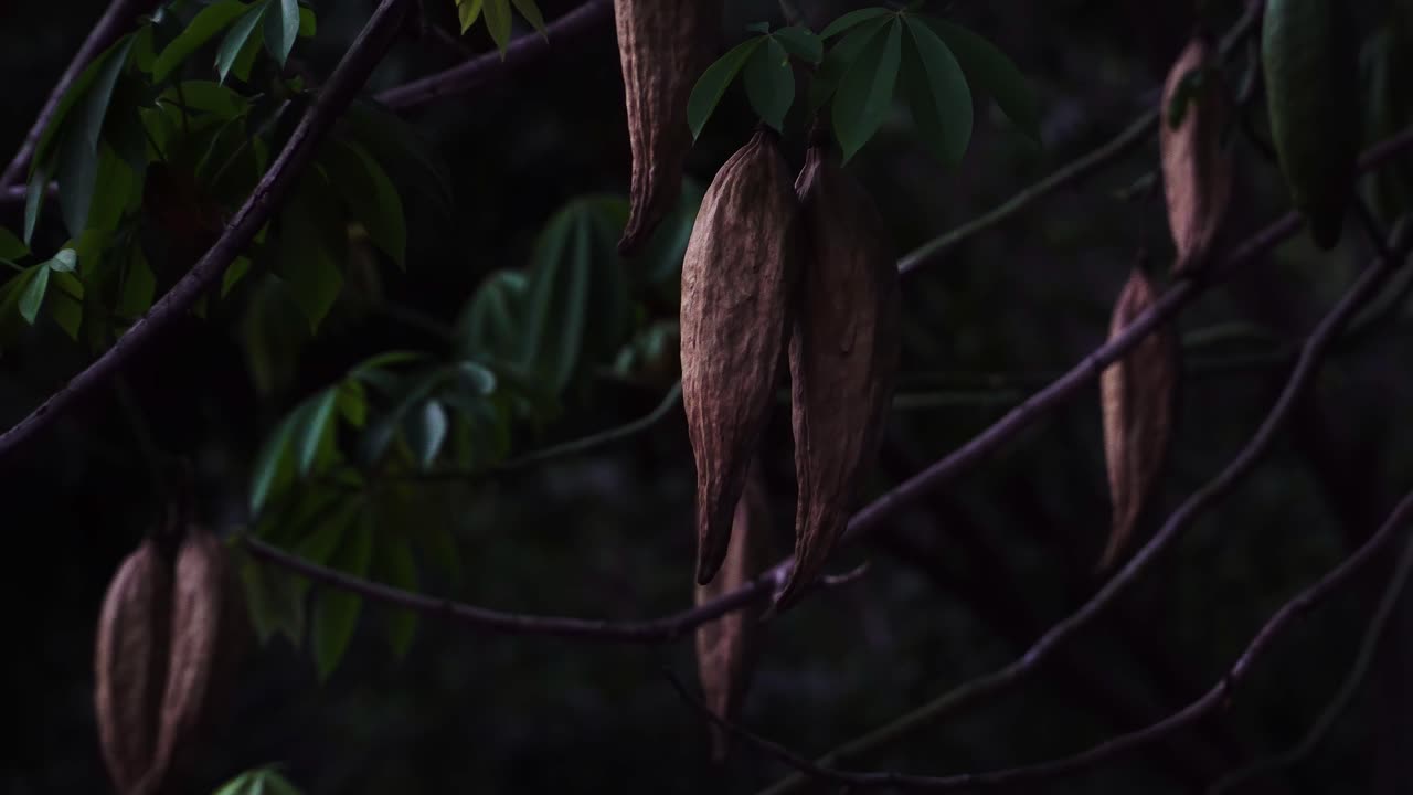 toma estática bloqueada de las vainas de un árbol de seda de algodón, bombax ceiba, vietnam