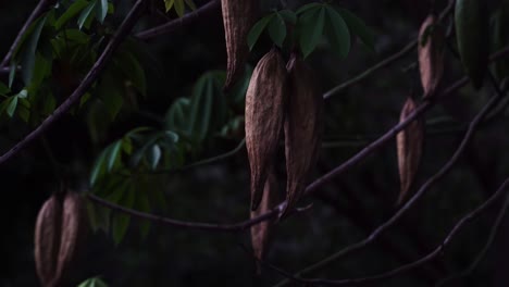 toma estática bloqueada de las vainas de un árbol de seda de algodón, bombax ceiba, vietnam